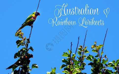 澳大利亚本地鸟类云宝萝莉基亚与蓝天对抗背景图片
