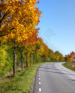 乡村道路树木以美图片