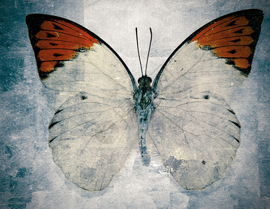 抽象蝴蝶背景图片