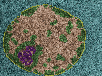 显示蛋白质合成细胞核的假彩色透射电子显微镜TEM可以看到核膜背景图片