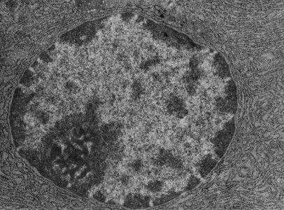 透射电子显微镜TEM显示蛋白质合成细胞的细胞核可见核膜染色质和核仁细胞背景图片