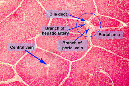 肝脏的光学显微照片图片