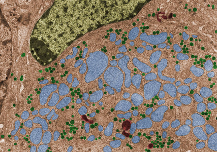 去势动物促腺细胞的假彩色透射电子显微镜TEM显微照片显示FSLLH颗粒背景图片