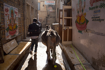 在Rajasthan的Jaisalmer街上背景图片