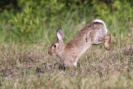 野可爱的兔子在草地上跳跃图片