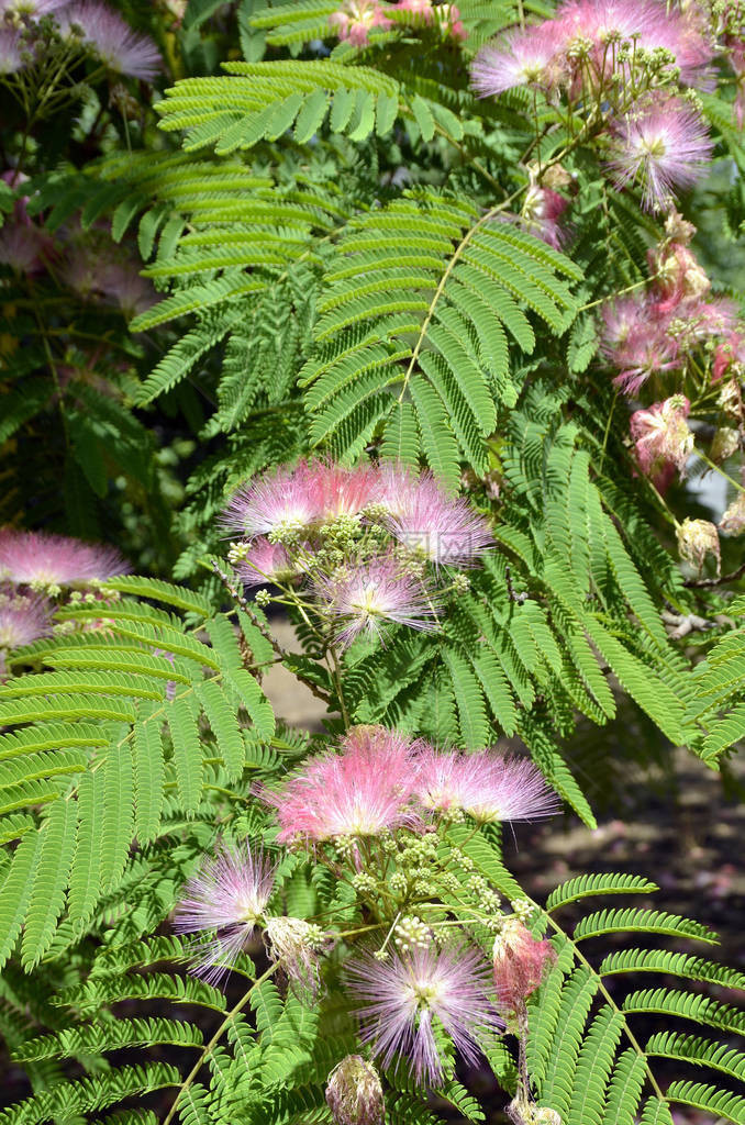 MimosaAlbizizaJullibrissin树叶和图片