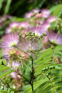 MimosaAlbizizaJullibrissin树叶和图片
