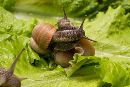 雨后生菜叶上的葡萄蜗牛图片