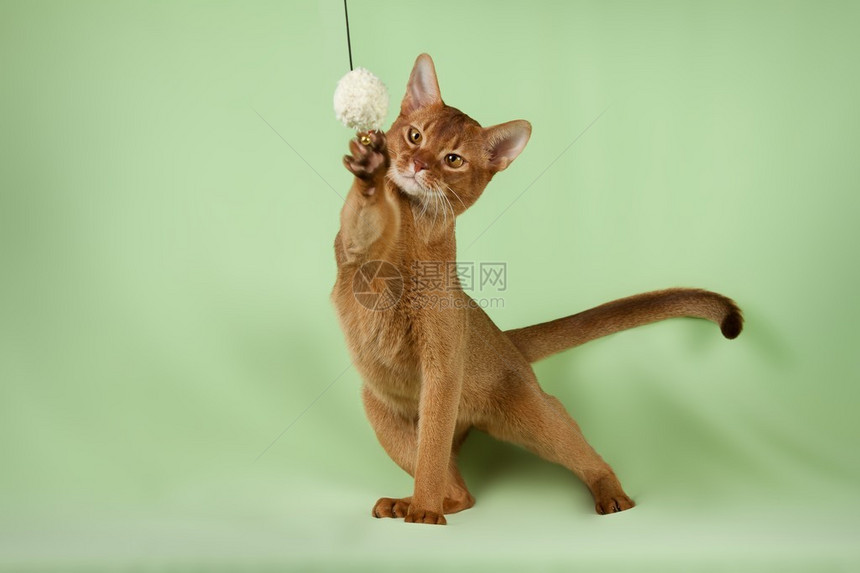 跳宠物猫的肖像图片