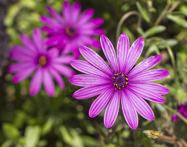 紫花粉图片