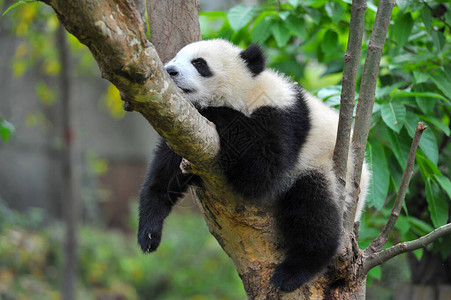 睡着的可爱大熊猫图片