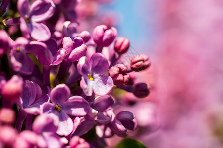 春天盛开的紫丁香的紫色花朵春天背景图片