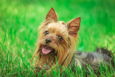 可爱的快乐的约克郡小狗在草地里喘着气图片