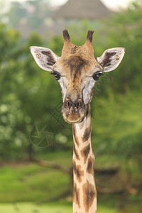 Giraffe非洲野生动物图片