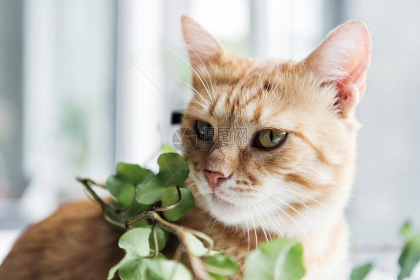 美丽的红猫和绿叶室内植物的特写视图图片