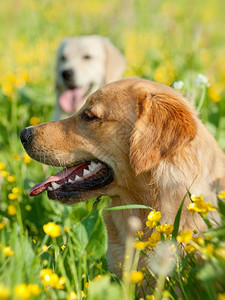 两只小狗在草地上玩耍的肖像图片