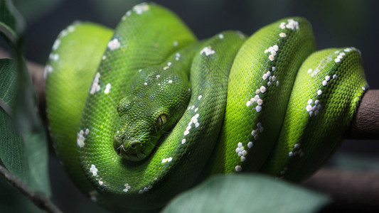 绿树蟒蛇在绿叶的树枝上特写到眼睛背景图片