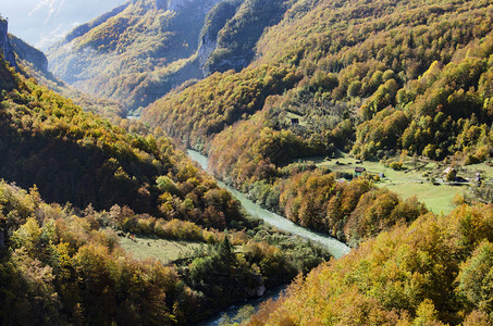 在黑山的塔拉山河和森林景观图片