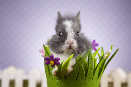 可爱的小兔图片