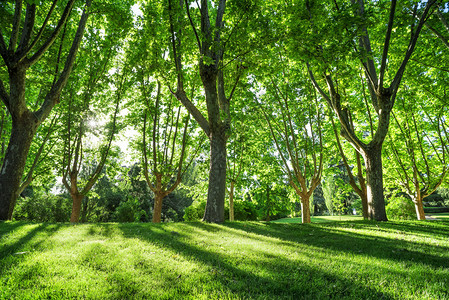 西园雅集公园里绿树成荫背景