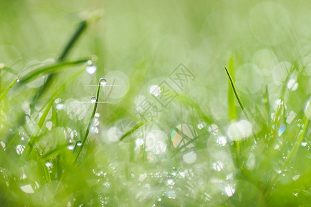 春草上的新鲜晨露天然绿光背景背景图片