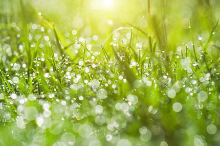 春草上的新鲜晨露天然绿光背景背景图片