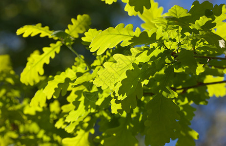 一棵橡树的柔和的叶子在春天图片