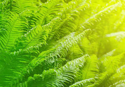 新鲜蕨类植物绿叶背景图片