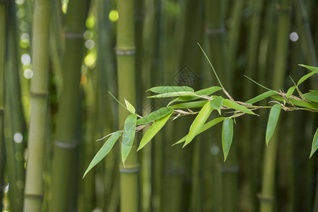 竹叶竹林绿色自然背景图片