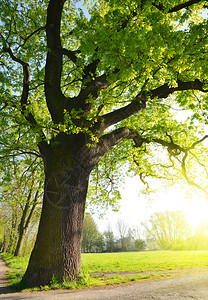 公园里的大橡树春天的风景背景图片