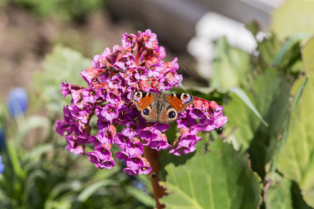 春天开花的虎耳草特写镜头上的蝴蝶图片