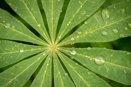 羽扇豆叶子和水滴的特写图片