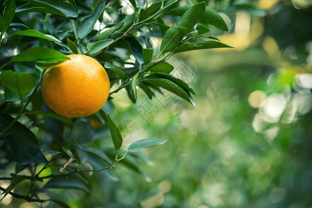 挂在橘子树上的新鲜橘子果实图片