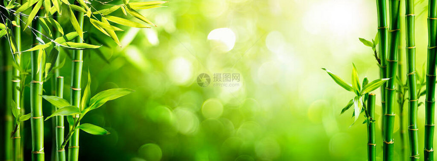 背景模糊的森林中的新鲜竹树图片