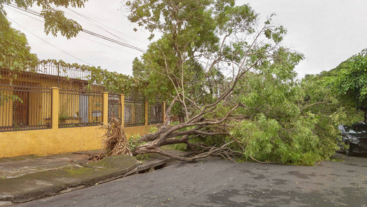 暴风天气飓风后树图片