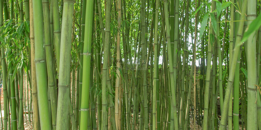 竹树作为背景有用图片