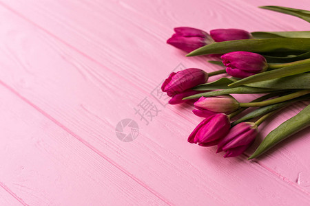 粉红色背景上的粉色郁金香平坦的躺下图片