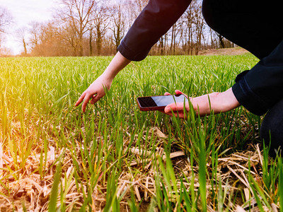 年轻农业名农业女生物学家在的春日视察小麦作物收成图片