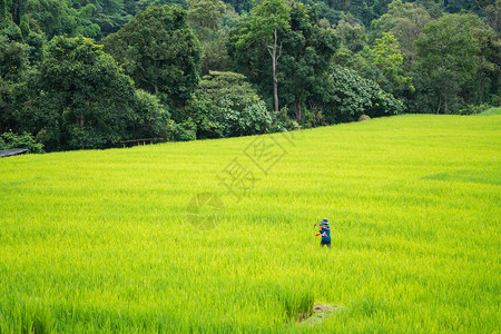 在稻田工作的亚洲农民泰国的稻田图片