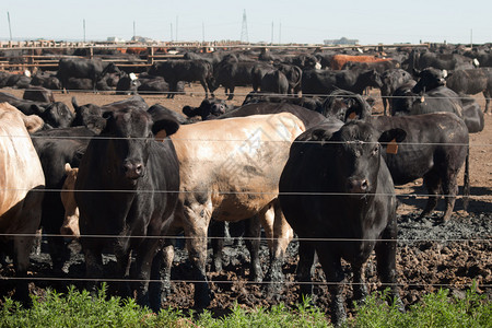 科罗拉多州北部的肉牛图片