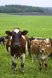 奶牛场的家养牛图片