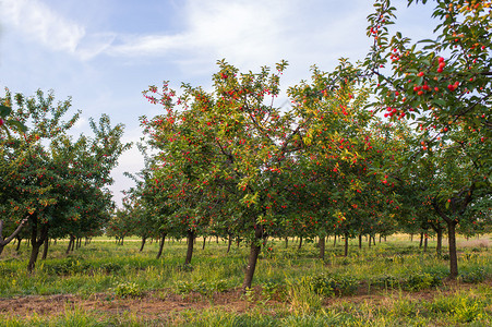 成熟的果园树上的樱桃图片