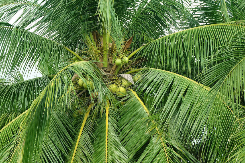 椰子棕榈树和叶子图片