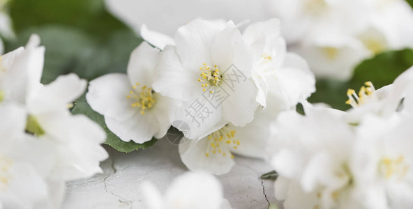 茉莉花束特写美丽的芬芳春天的花朵图片