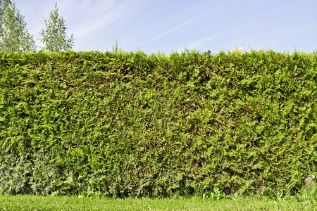 与常青植物Thuja的农村围栏篱笆分割图片