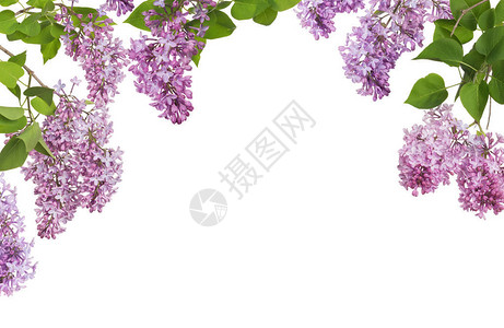 淡紫色花半框隔离在白色背景上背景图片