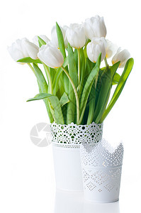白花瓶中白色郁金香的春花束与背景图片