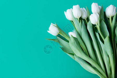 绿色背景上的白色郁金香花束图片
