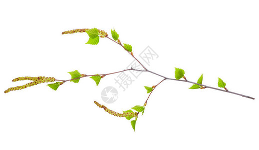 白桦树枝上长着嫩绿的叶子和耳环图片