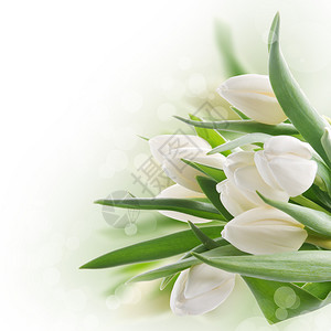 春天的白色郁金香花束与绿叶图片